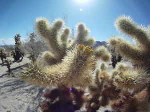 The Cholla Cactus. To touch  or not to touch?
